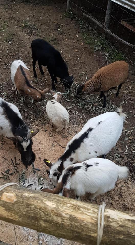Aquara Tenuta Martino מראה חיצוני תמונה