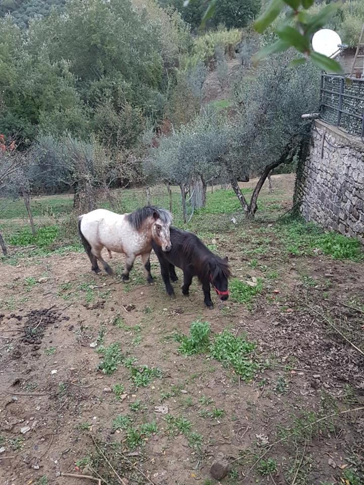 Aquara Tenuta Martino מראה חיצוני תמונה