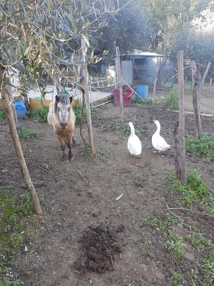 Aquara Tenuta Martino מראה חיצוני תמונה